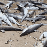 tiburones muertos