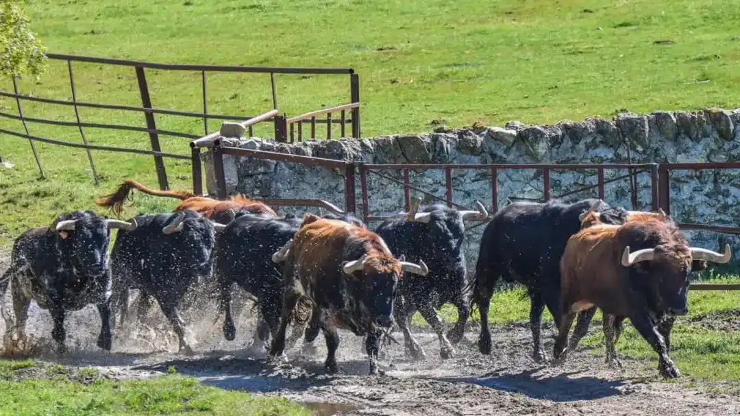 toros corriendo