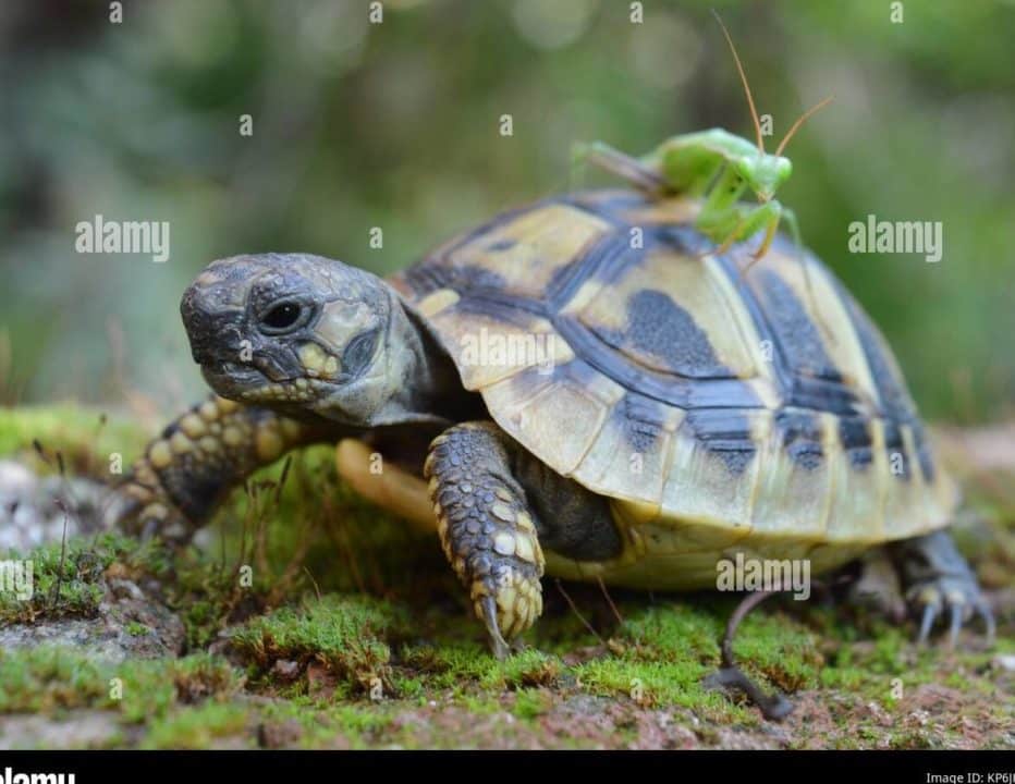 tortugas pequenas