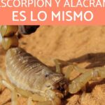 alacranes escorpiones