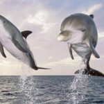 ballenas delfines