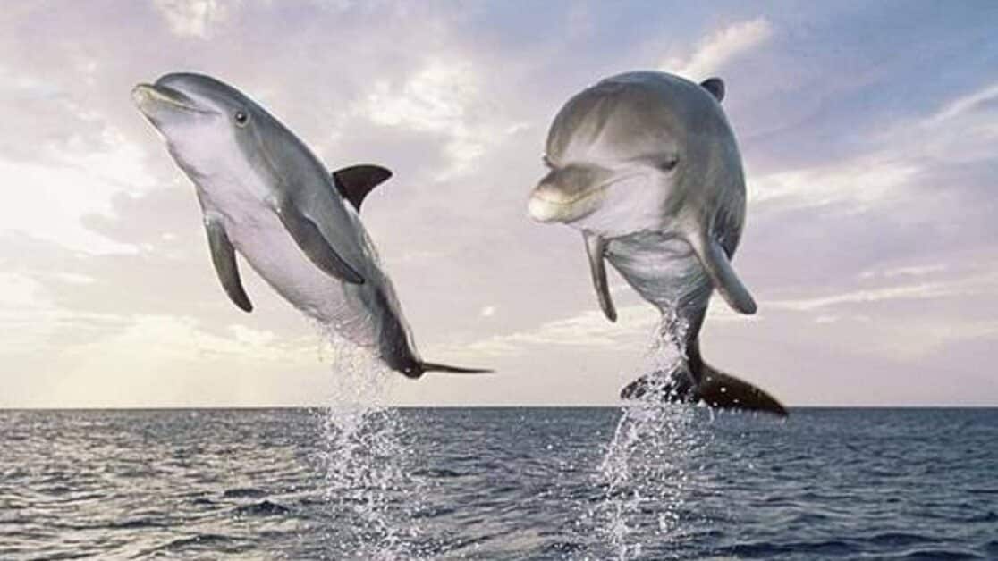 ballenas delfines