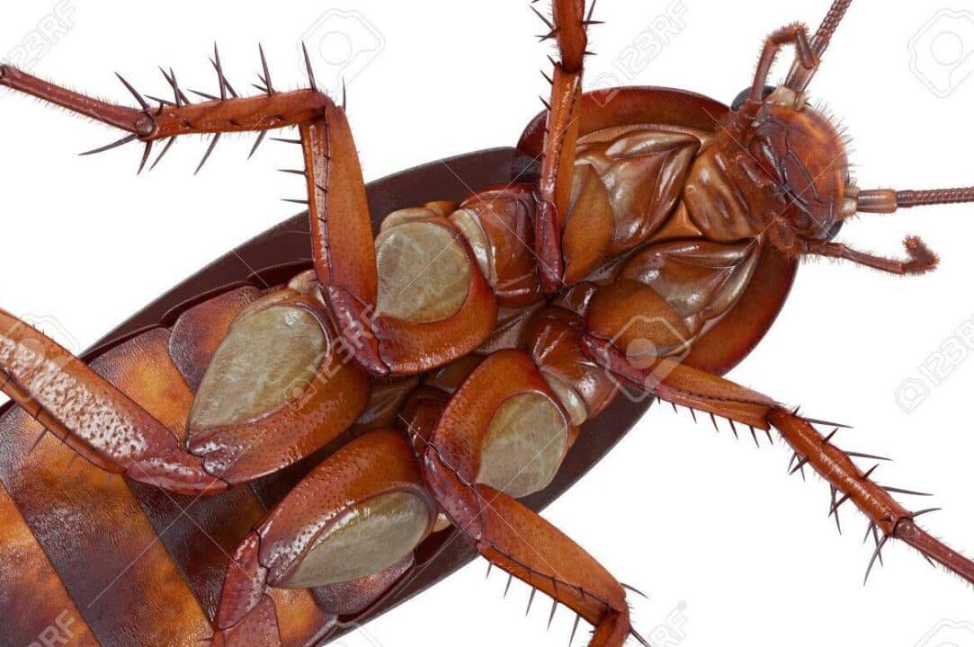 cucarachas cuerpo