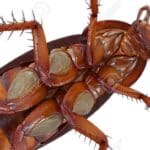 cucarachas cuerpo