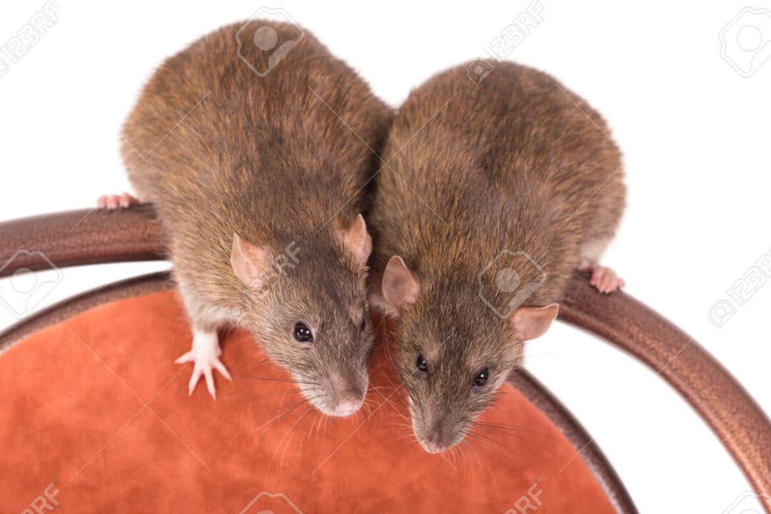 ratas marrones