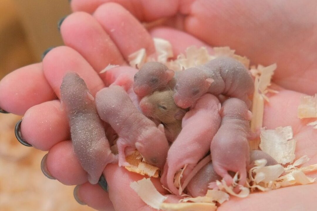 ratones bebes