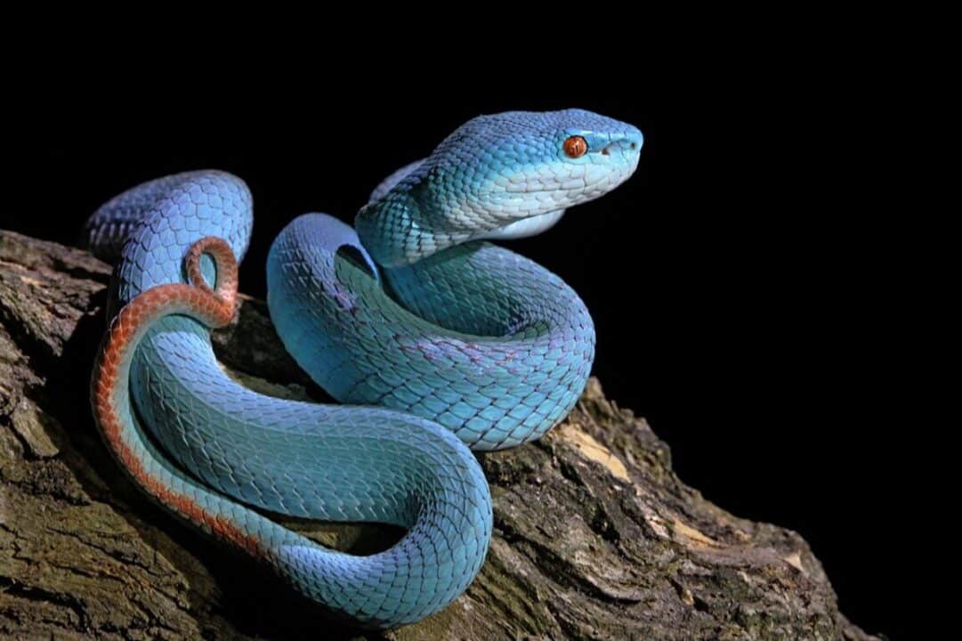 serpiente azul
