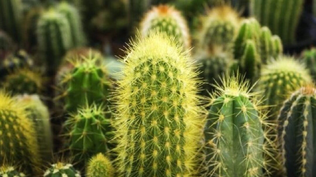 sonar cactus