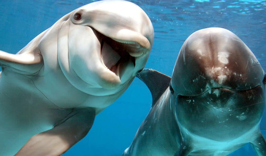 suenos delfines