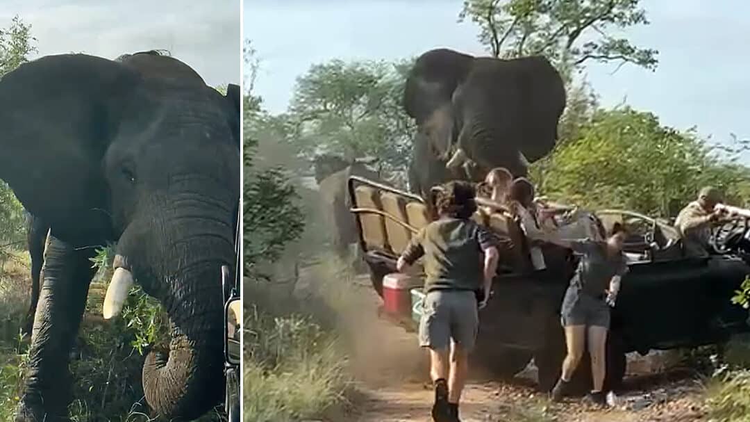 elefantes atacando