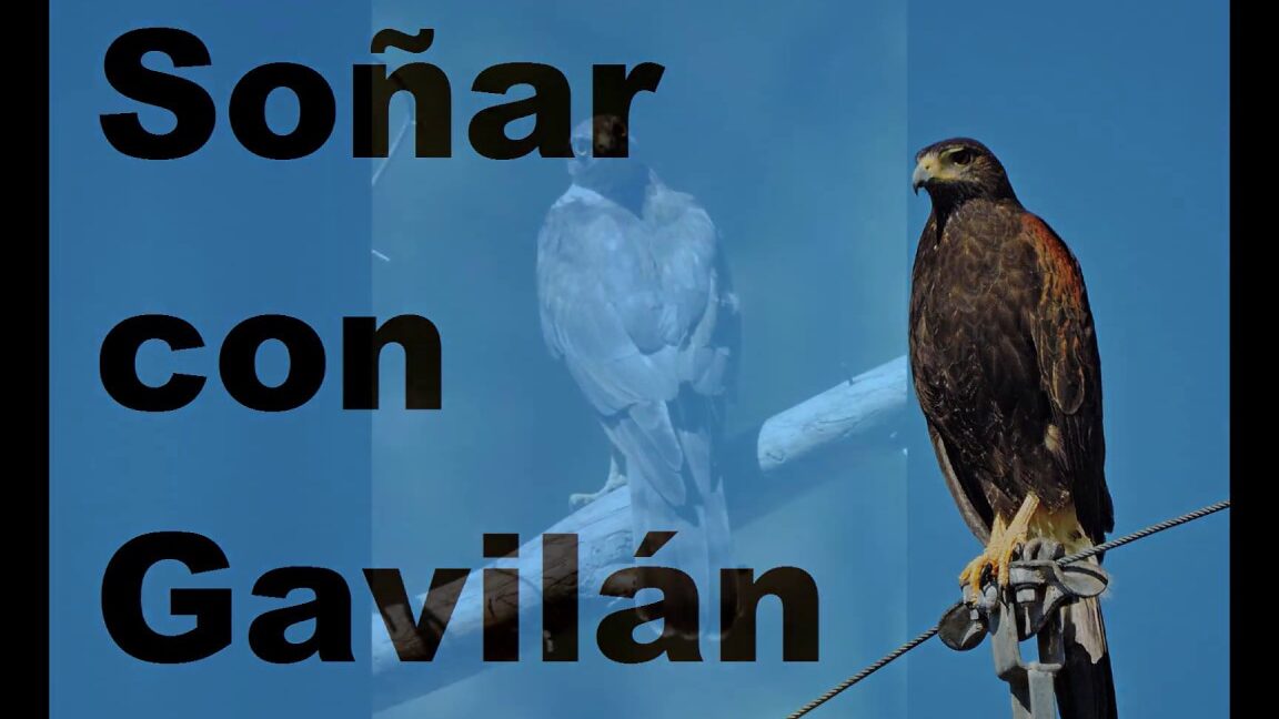 sonar gavilanes