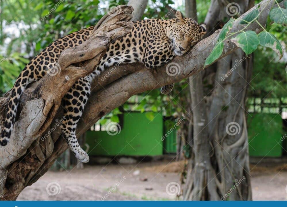 suenos leopardos